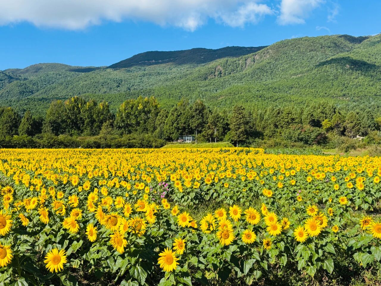 秋日调色盘，美鲁纳西村丰收色！