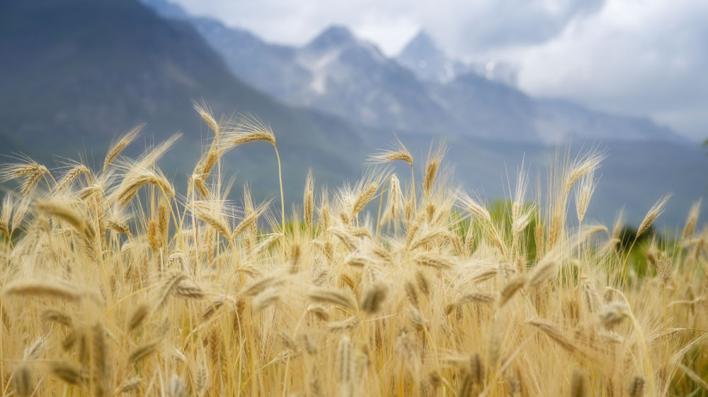 玉水映东巴 美鲁杯里摄匠心