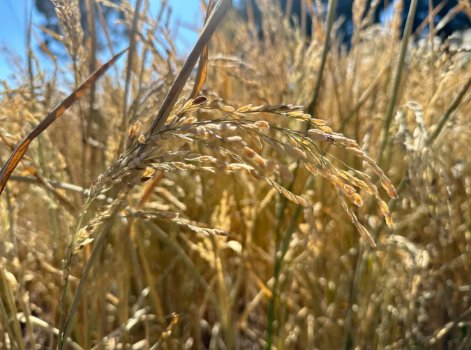 美鲁纳西村：玉龙雪山下的稻米传奇